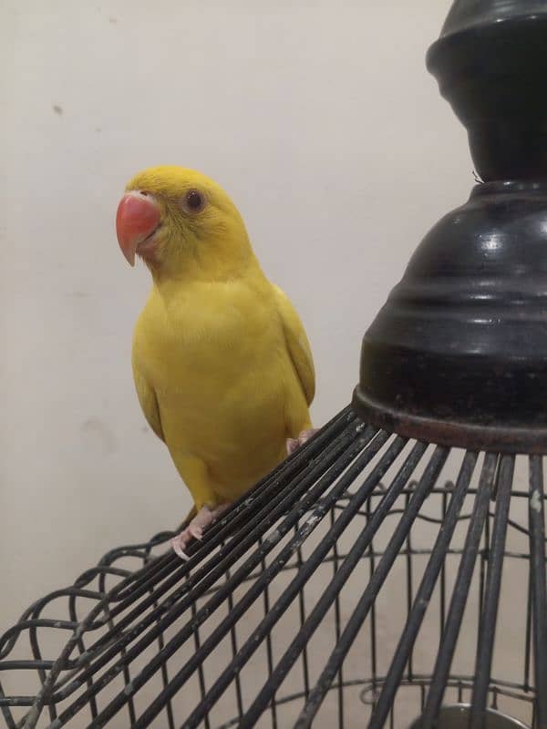 yellow ringneck 1