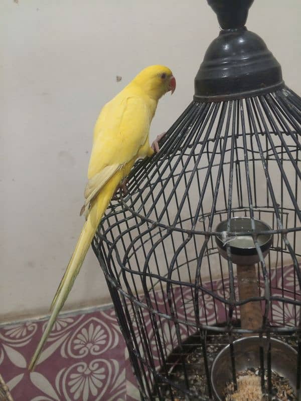 yellow ringneck 2