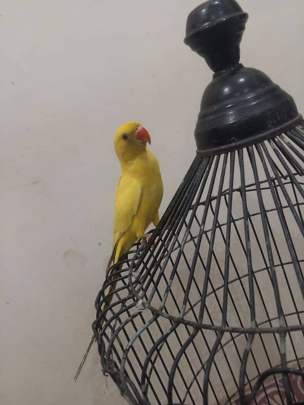 yellow ringneck 4