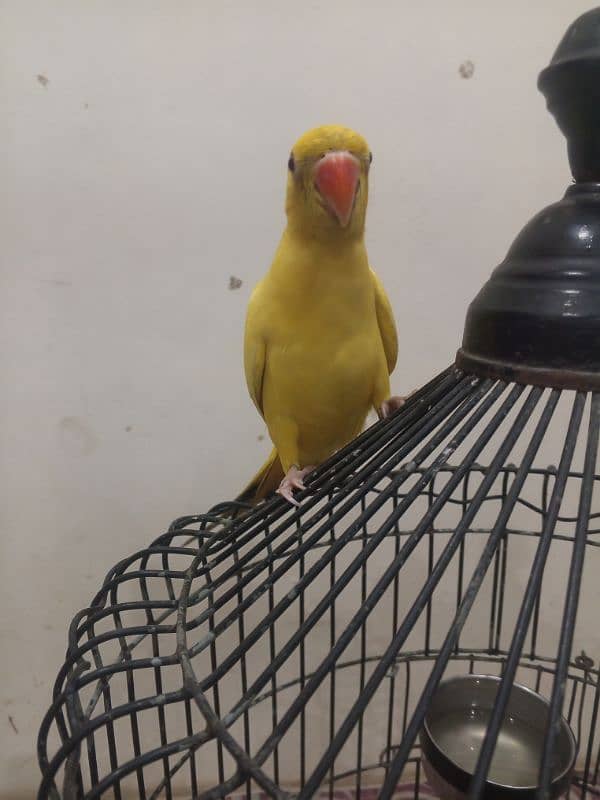 yellow ringneck 5