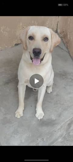 Labrador