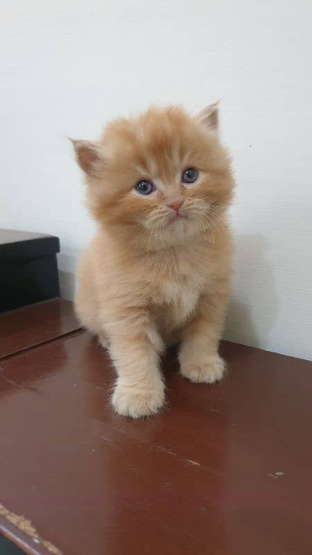 Persian Female Kitten For sale 0