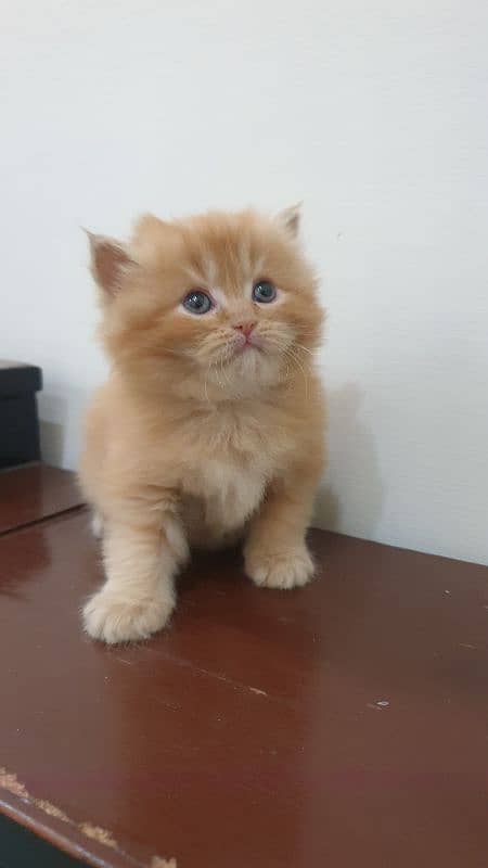 Persian Female Kitten For sale 1