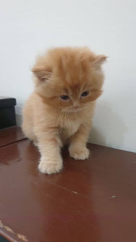 Persian Female Kitten For sale 2