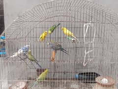 Australian parrots 9 parrots ۔۔