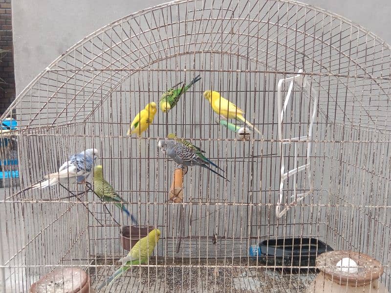 Australian parrots 9 parrots ۔۔ 0