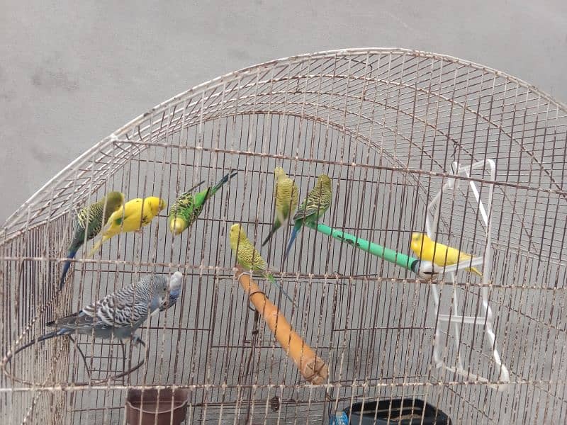 Australian parrots 9 parrots ۔۔ 1