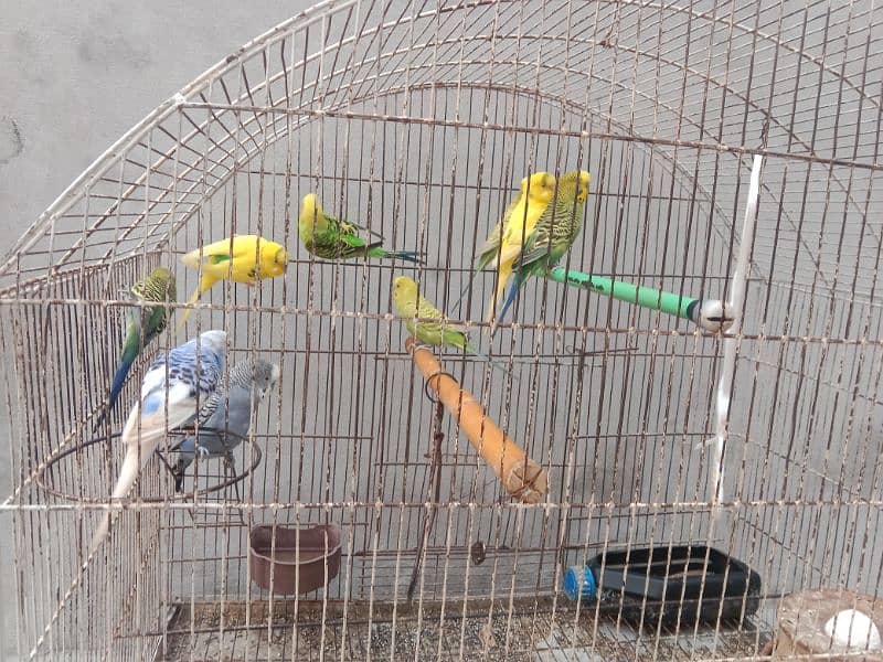 Australian parrots 9 parrots ۔۔ 2