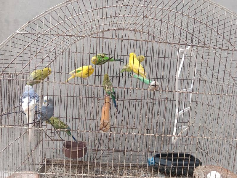 Australian parrots 9 parrots ۔۔ 3