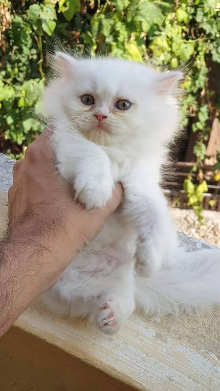 Persian kitten for urgent sale My WhatsApp number 03473694899 1