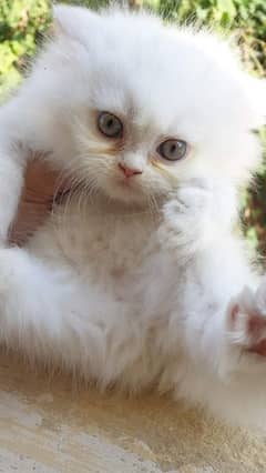 Persian kitten for urgent saleMy WhatsApp number 03473694899