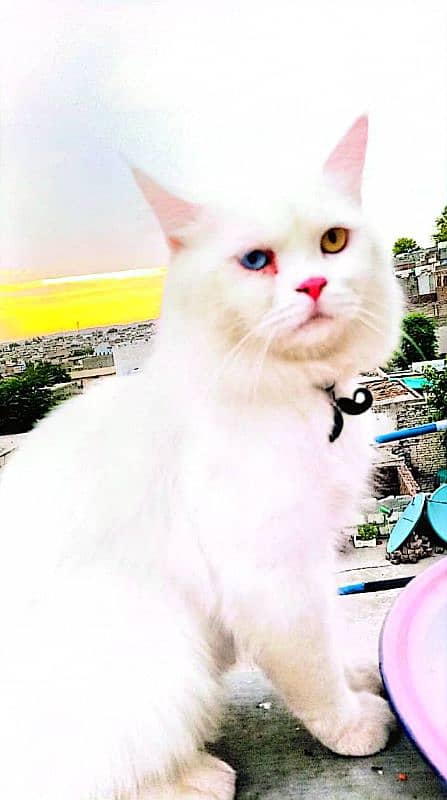 Persian male cat triple coated. offer 6