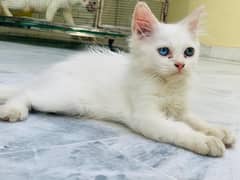 Persian Cat baby diffrent colour eyes