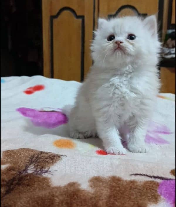 persian triple coat male  kittens available for sale 10