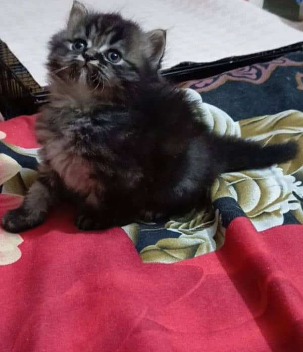 persian triple coat male  kittens available for sale 11