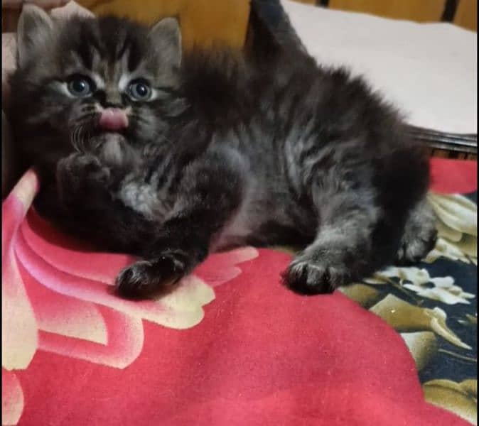 persian triple coat male  kittens available for sale 9