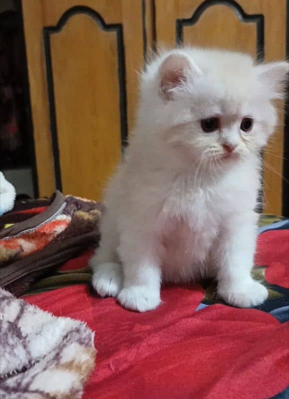 persian triple coat male  kittens available for sale 4