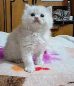 persian triple coat male  kittens available for sale