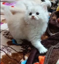 persian triple coat male  kittens available for sale