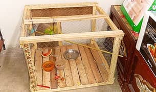 2 breeder pair budgies+ wooden cage