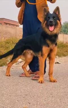 German Shepherd dog male havey bone age 7 month for sale