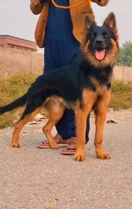 German Shepherd dog male havey bone age 7 month for sale 0