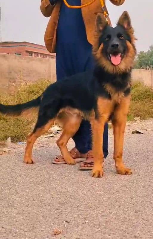 German Shepherd dog male havey bone age 7 month for sale 1