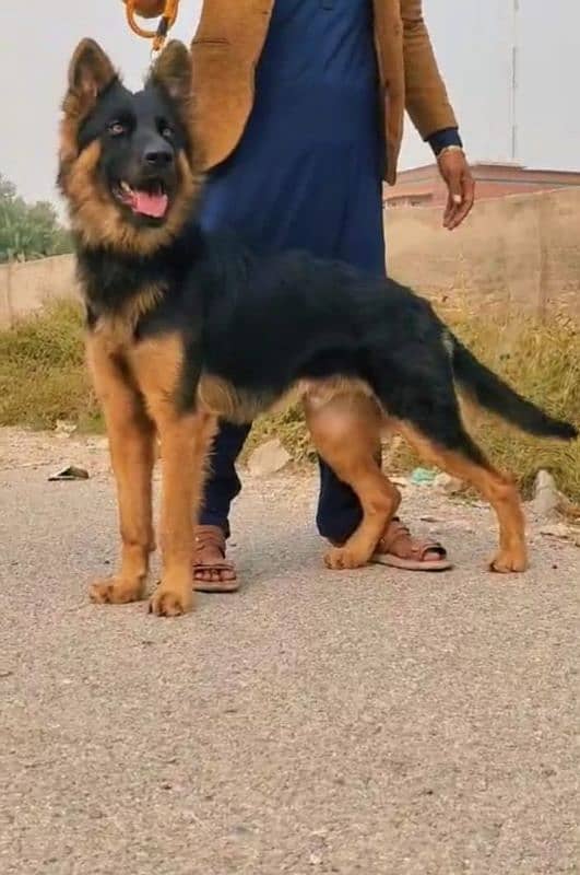 German Shepherd dog male havey bone age 7 month for sale 2