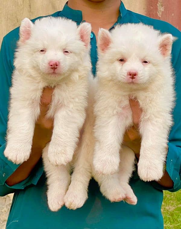 Russian puppies pair pink nose long coat for sale 0