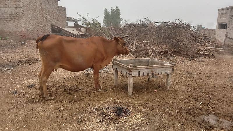 frezan cow for sale 0