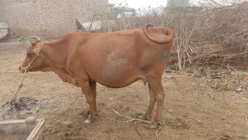 frezan cow for sale 1