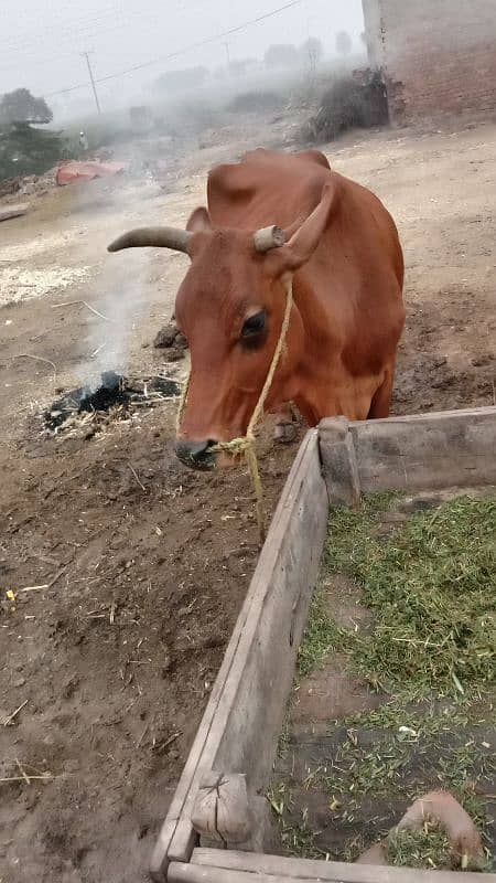 frezan cow for sale 2