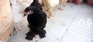 BLACK BUFF / WHITE BUFF (PULLETS)