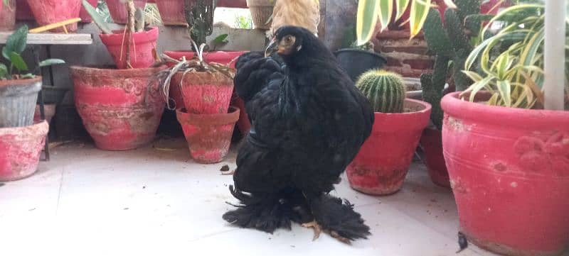 BLACK BUFF / WHITE BUFF (PULLETS) 1