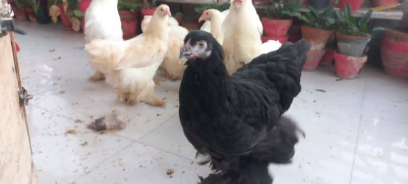 BLACK BUFF / WHITE BUFF (PULLETS) 2