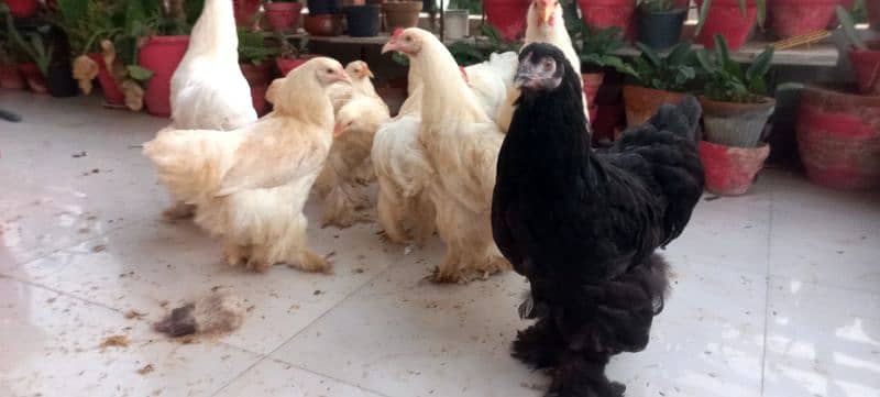 BLACK BUFF / WHITE BUFF (PULLETS) 3