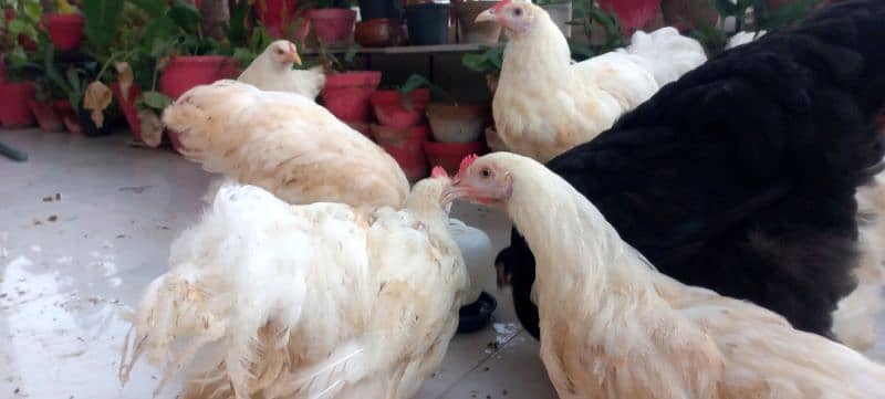 BLACK BUFF / WHITE BUFF (PULLETS) 4