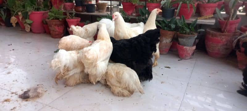 BLACK BUFF / WHITE BUFF (PULLETS) 5