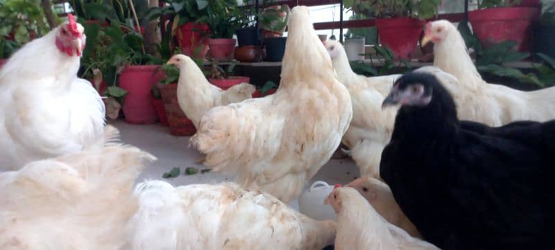 BLACK BUFF / WHITE BUFF (PULLETS) 6