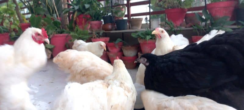 BLACK BUFF / WHITE BUFF (PULLETS) 7