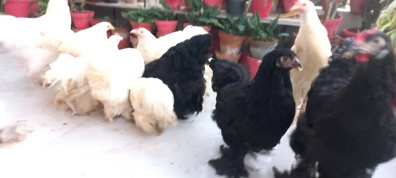 BLACK BUFF / WHITE BUFF (PULLETS) 8