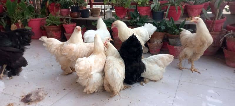 BLACK BUFF / WHITE BUFF (PULLETS) 9