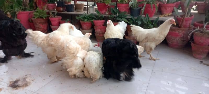 BLACK BUFF / WHITE BUFF (PULLETS) 10