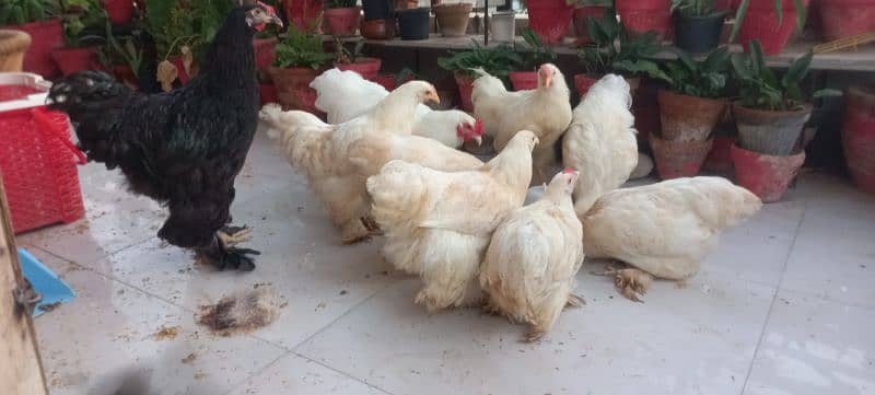 BLACK BUFF / WHITE BUFF (PULLETS) 12