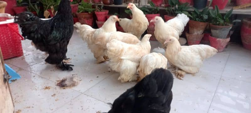 BLACK BUFF / WHITE BUFF (PULLETS) 13