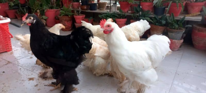 BLACK BUFF / WHITE BUFF (PULLETS) 14