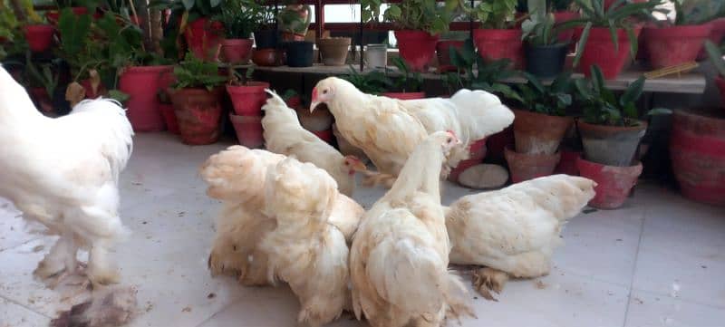 BLACK BUFF / WHITE BUFF (PULLETS) 15