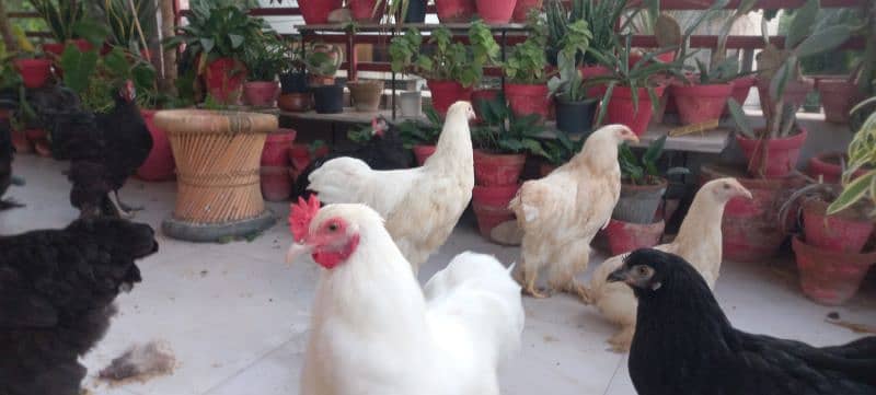 BLACK BUFF / WHITE BUFF (PULLETS) 17