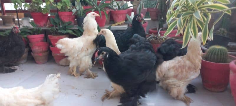 BLACK BUFF / WHITE BUFF (PULLETS) 18