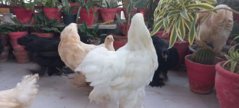 BLACK BUFF / WHITE BUFF (PULLETS) 19